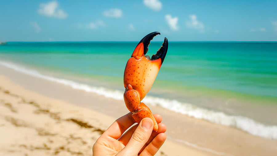 Beneficios nutricionales y propiedades del cangrejo moro